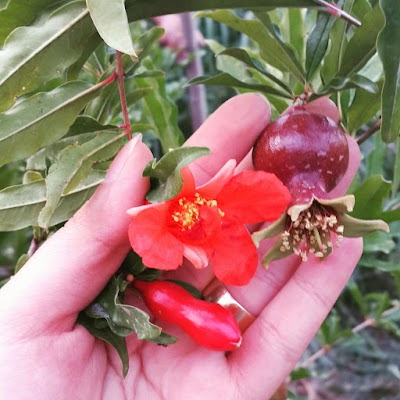 Photos of باغ امیرقربانی
