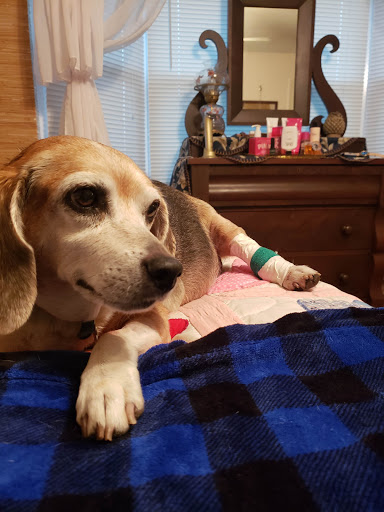 Gregory Veterinary Clinic - Thumbnail