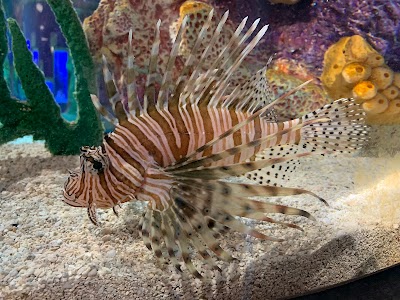 Aquarium at the Boardwalk