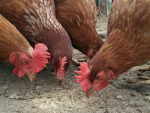 Photo n°23 de Ferme Bio la Goulpière à Les Sables-d'Olonne (Magasin d'alimentation naturelle)
