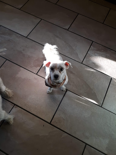 Lisa's Expert Care Dog Grooming - Thumbnail