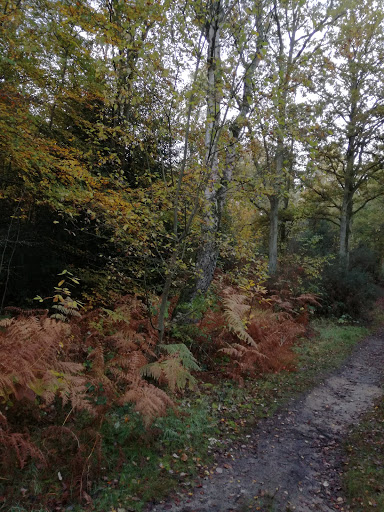Mare Hill Common - Visual