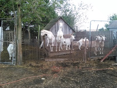 Photos of Anderson Tree Farm