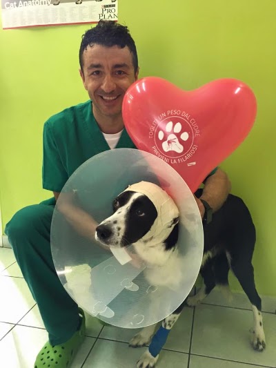 Photos of Surgery Veterinarian Alfio Bulgarelli