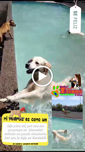 Hotel para perros Hotel Canino Escubidú