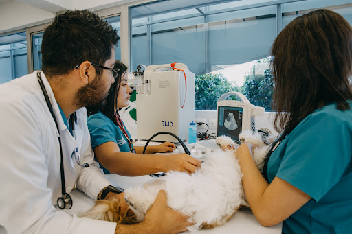 Hospital Veterinario de Puebla Unidad Recta 24/7