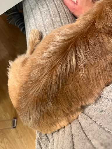 DogWorking Store - Visual