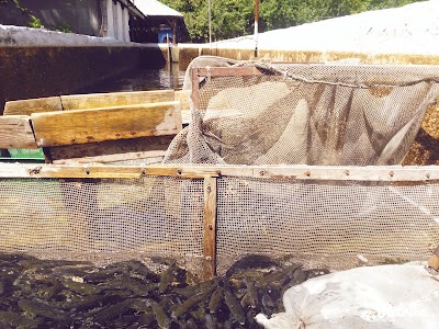 Photos of Aras Alabalık