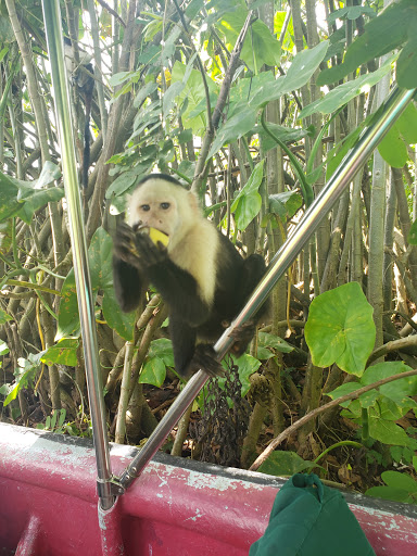 Panama Kosher Experience