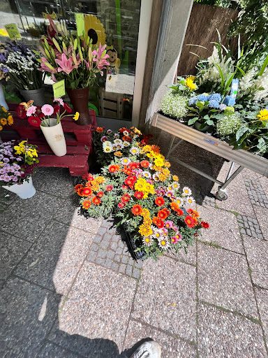 Blumen Weis - Visual