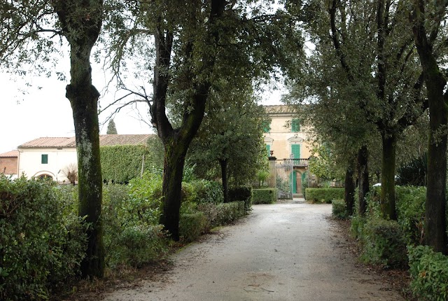 Matteini Tranquillo Vivai Piante