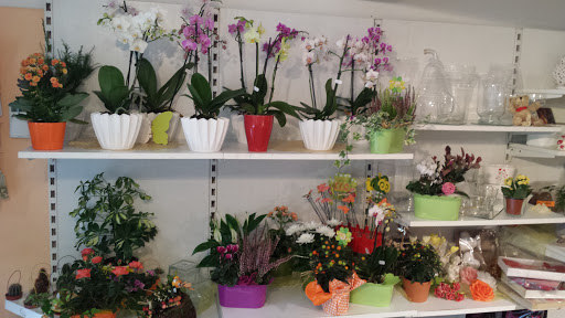 Blumen Kaufmann - Visual