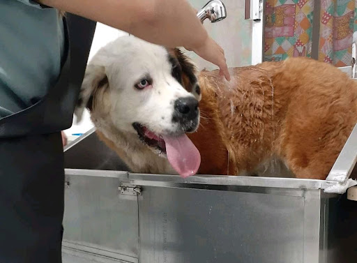 Clínica Veterinaria Laykman