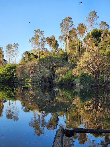 Fruit Bat Colony - Thumbnail