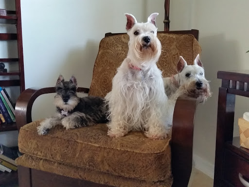 Posh Pups - Visual