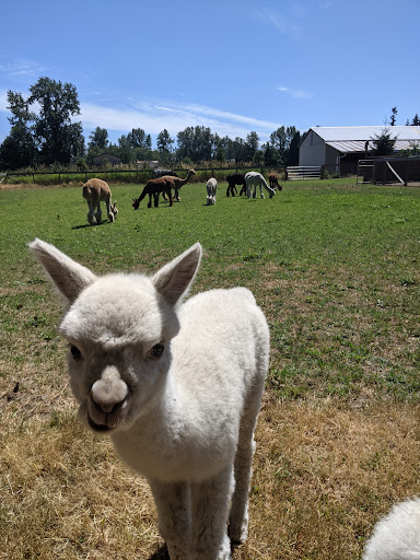 Alpaca Acres Logo
