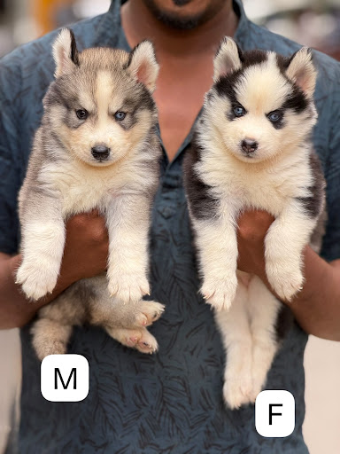 Super quality Blue eyes siberian husky male female puppy available in Lucknow.. post image