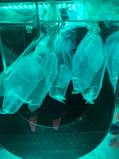 Jellyfish Concept