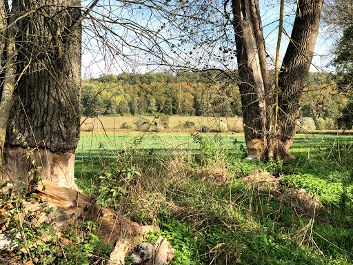 Biebereck - Germany