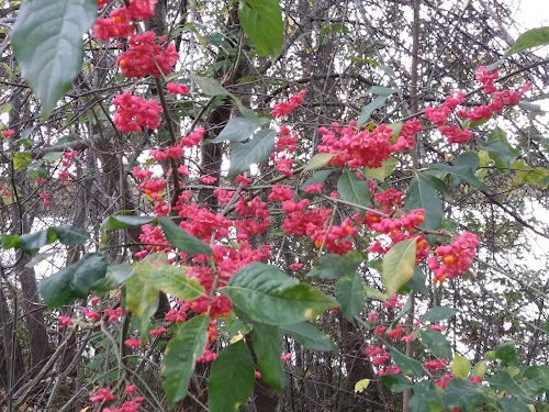 Aizkraukles pilskalns