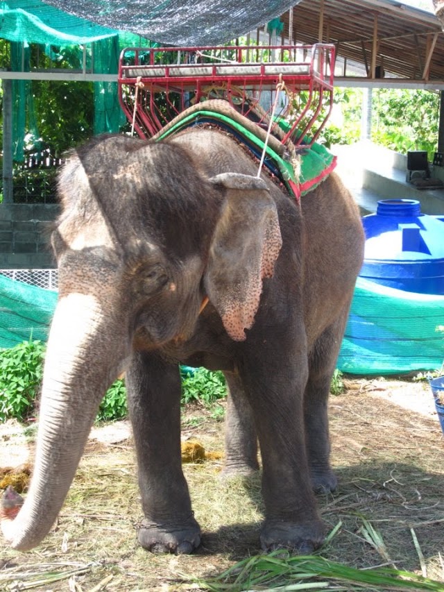 Koh Phangan Elephant Trekking