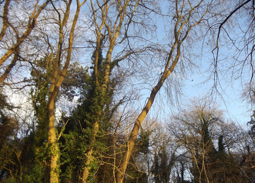 Ridge Wood LNR - Thumbnail