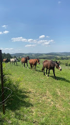 Photo n°2 de Ferme de Lamoure (balade à poney) à Villebazy (Service de tours de poneys)