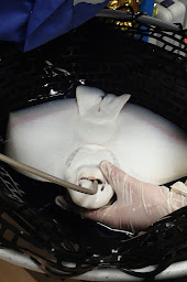 Photo n°7 de Vetofish à Châteauneuf-les-Martigues (Vétérinaire)