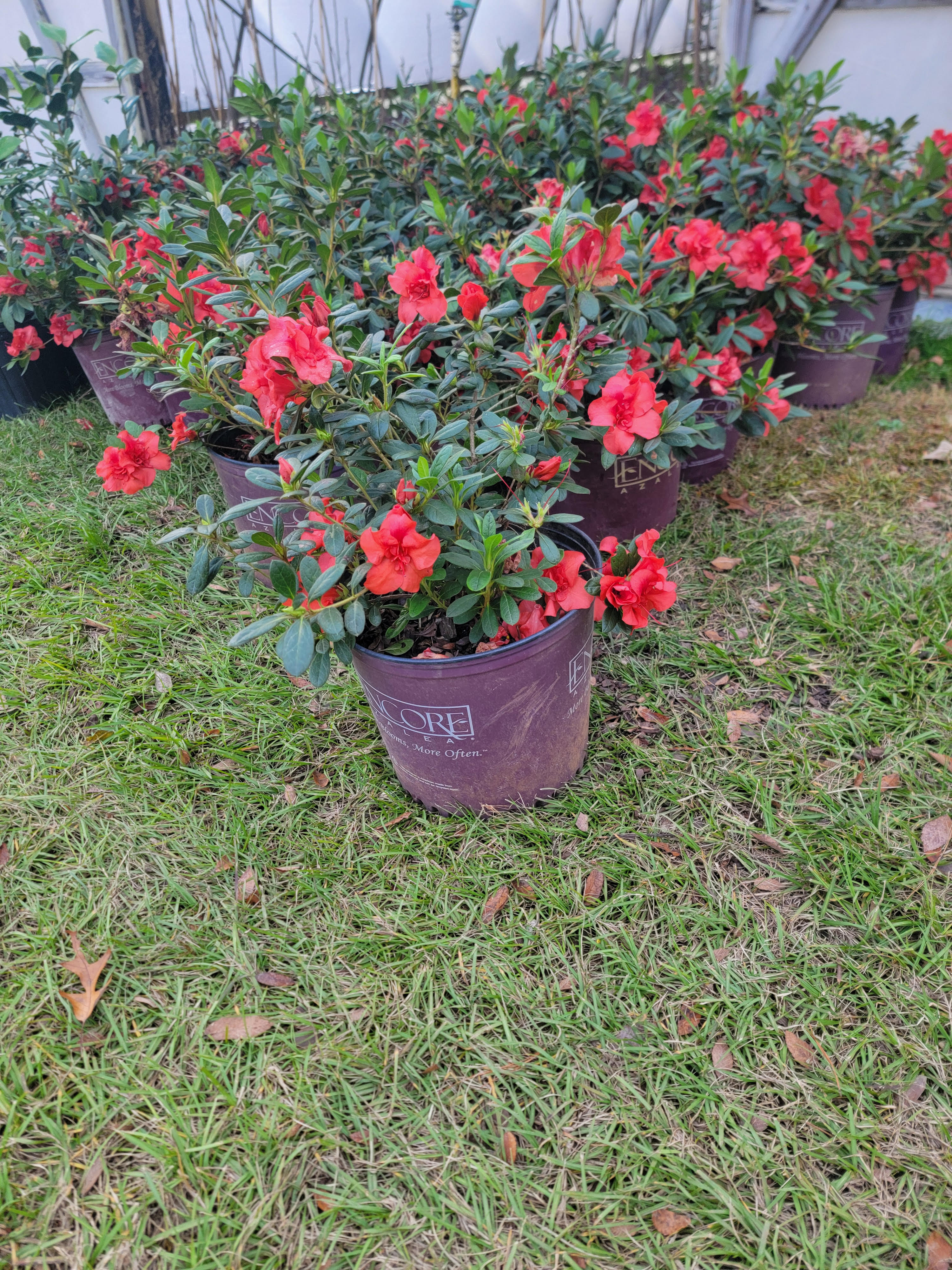 Mendoza Nursery