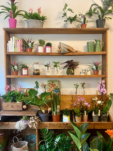 La Medinilla - Visual