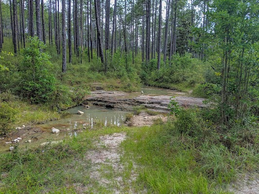 Kisatchie National Forest - Image 2