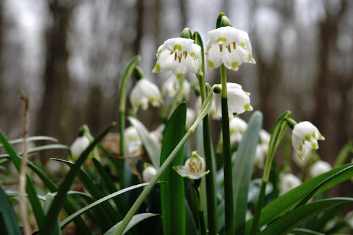 Märzenbecher-Wald - Visual