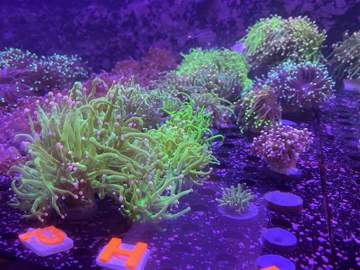 TRSCAquatics.com - Thumbnail