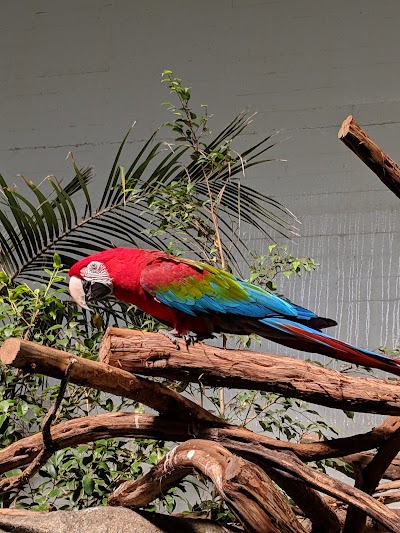 South American Tropical Forest