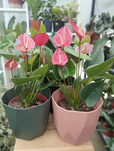 Plantas Coquette Vivero - Foto 1