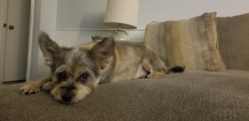 Lovely Pet Spa Gallery - United States