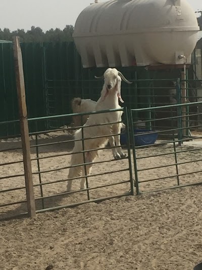 Photos of Mohammed AlMuzaini farm