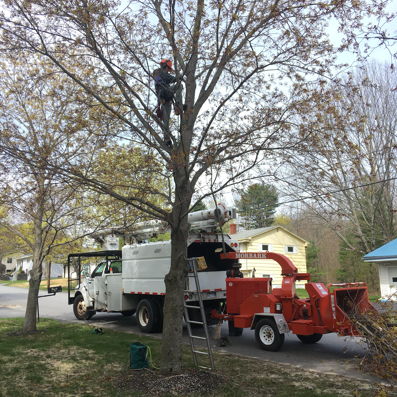 Mark's Tree Service Licenced and Insured Maine Arborist, Lewiston ME