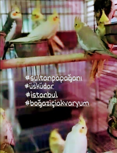 Bogazici Akvaryum Pet Shop