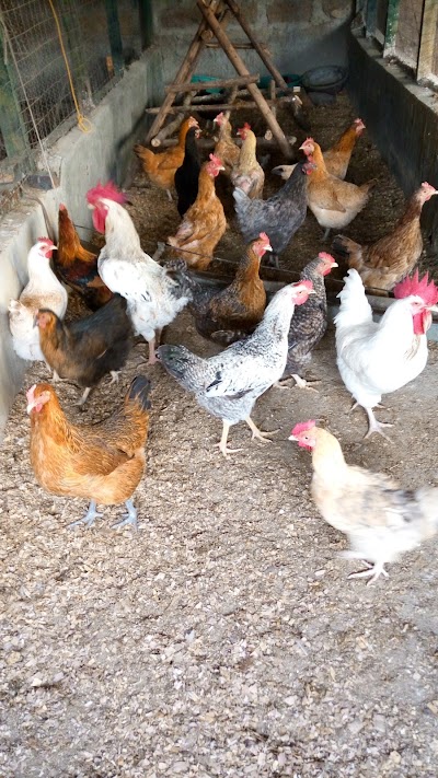 Photos of GIBEA POULTRY FARM
