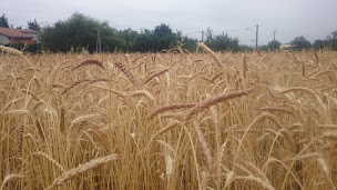 Photo n°3 de AU PETIT GRAIN BIO à Montclar-Lauragais (Ferme bio)