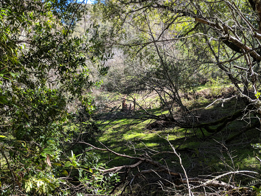 Fern Loop Trail - Visual