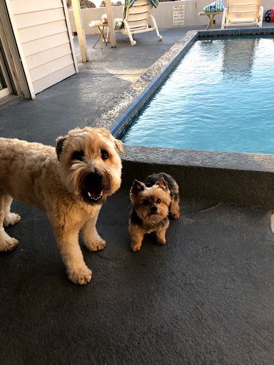 Vetria Pet Wellness & Surgery Center