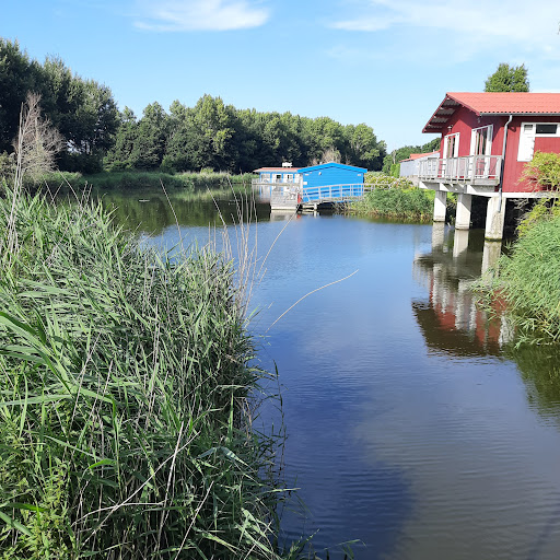Aalscholver - Thumbnail