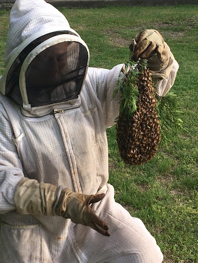 The Honey Bee Tree (Honey + Rescue & Removal Services)