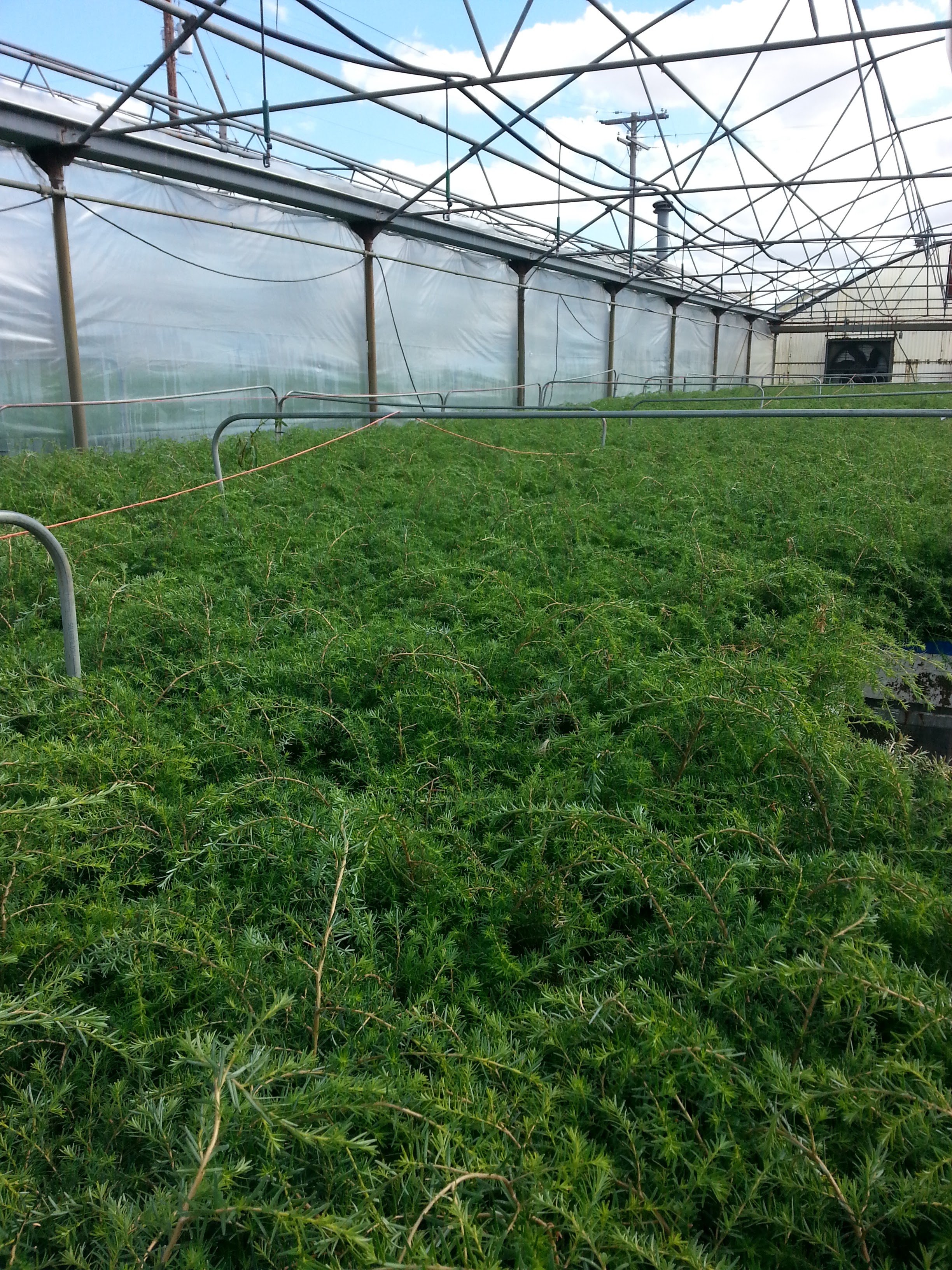 PRT Hubbard Nursery