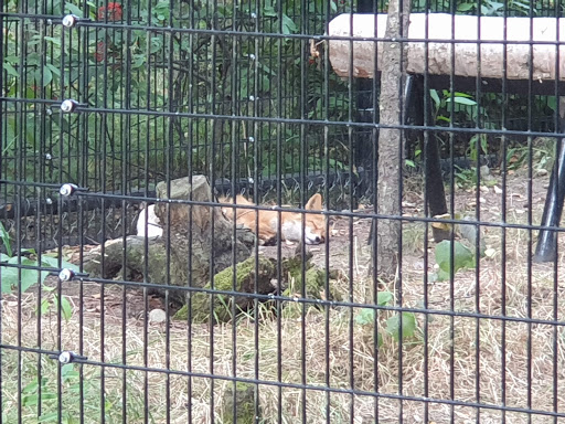 Wolf Exhibit - Visual