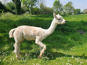 Photo n°43 de NormandieHeritage14 - Moulin de la Bretonnière à Formigny La Bataille (Lodge)