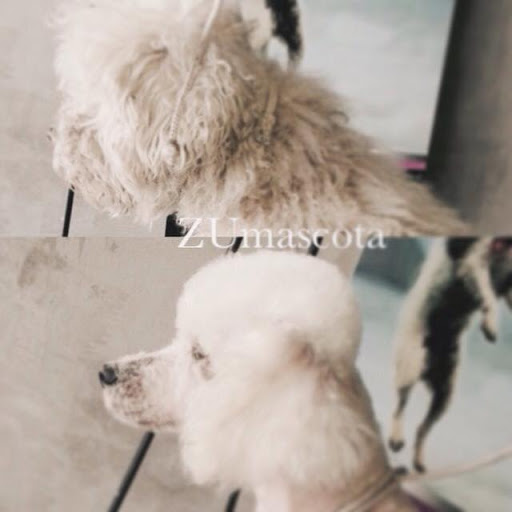 ZUmascota / Hospital Veterinario & Eestética Canina