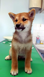 Photo n°2 de Clinique vétérinaire du Mail à Lons (Clinique vétérinaire)